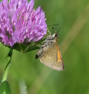 Tawny-edged Skipper: Polites themistocles