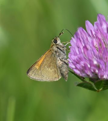 Tawny-edged Skipper: Polites themistocles