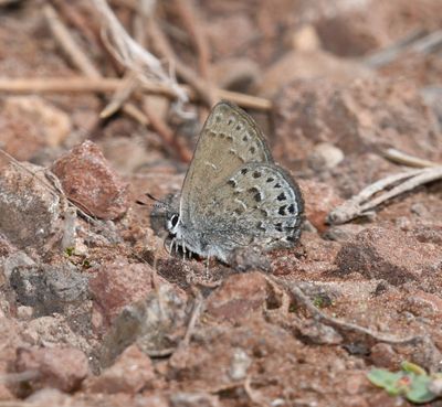 Behr's Hairstreak: Satyrium behrii
