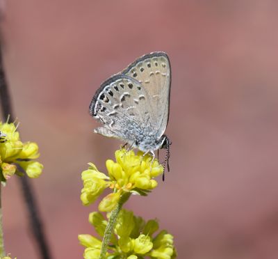 Behr's Hairstreak: Satyrium behrii