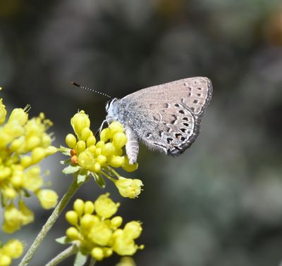 Behr's Hairstreak: Satyrium behrii