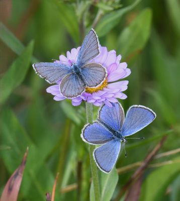 Anna's Blue: Plebejus anna