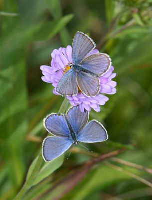 Anna's Blue: Plebejus anna