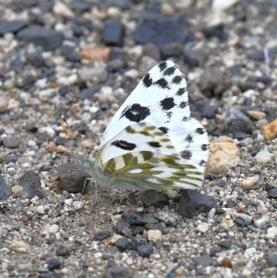 Becker's White: Pontia beckerii