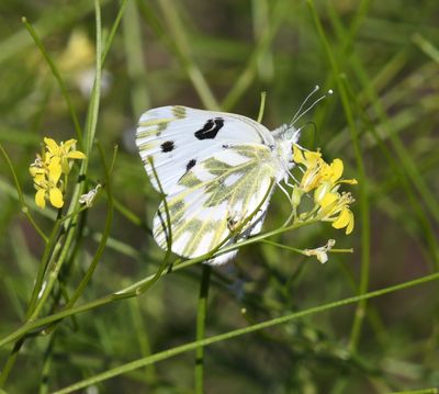 Becker's White: Pontia beckerii