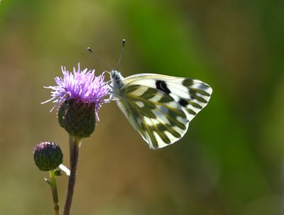 Becker's White: Pontia beckerii