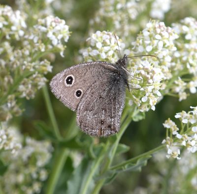 Dark Wood Nymph: Cercyonis oetus