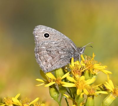 Dark Wood Nymph: Cercyonis oetus