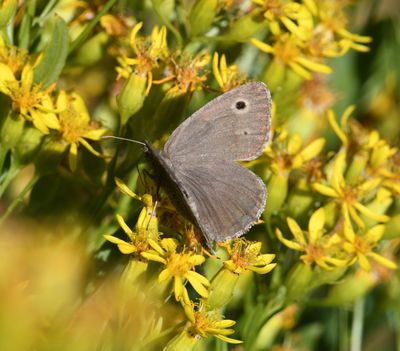 Dark Wood Nymph: Cercyonis oetus