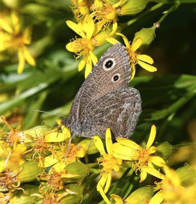 Dark Wood Nymph: Cercyonis oetus
