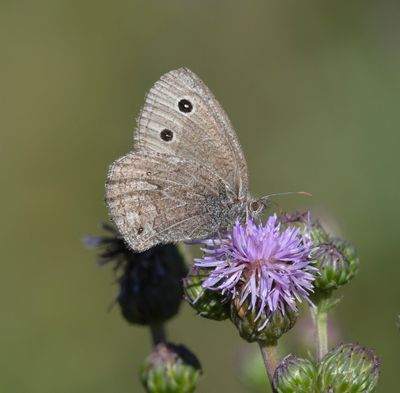 Dark Wood Nymph: Cercyonis oetus