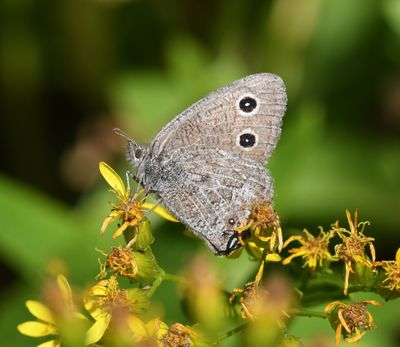 Dark Wood Nymph: Cercyonis oetus