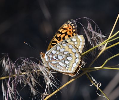 Coronis Fritillary: Speyeria coronis