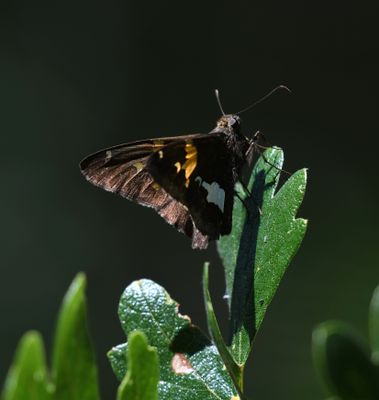 Silver-spotted Skipper: Epargyreus clarus