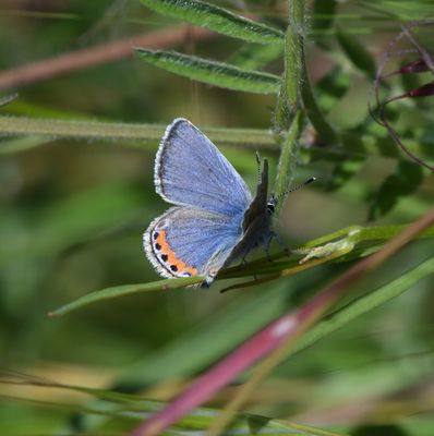 Lupine Blue: Icaricia lupini