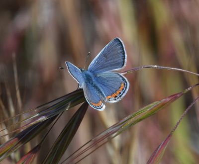 Lupine Blue: Icaricia lupini