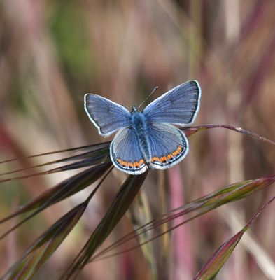 Lupine Blue: Icaricia lupini