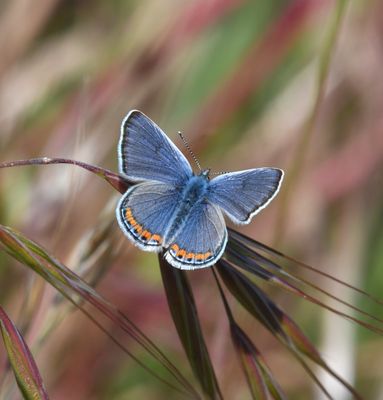 Lupine Blue: Icaricia lupini