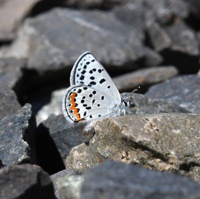 Lupine Blue: Icaricia lupini