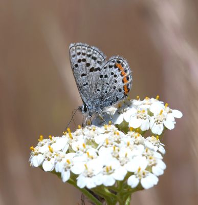 Lupine Blue: Icaricia lupini