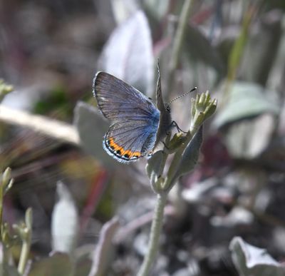 Lupine Blue: Icaricia lupini