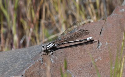 Damselfly