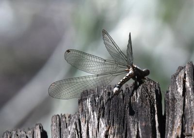 Damselfly