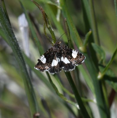 Moth