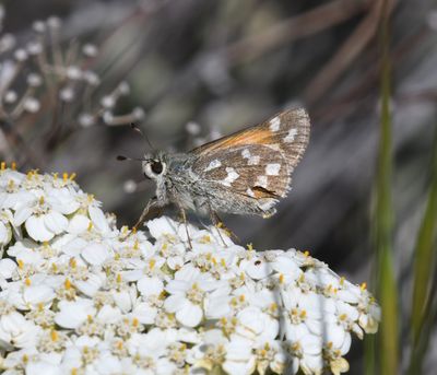 Juba Skipper: Hesperia juba