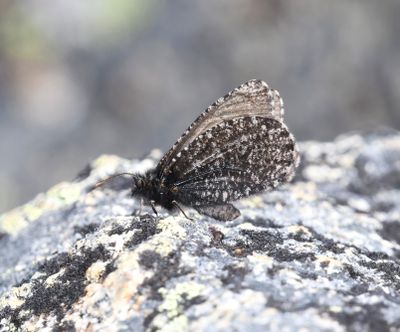 Melissa Arctic: Oeneis melissa