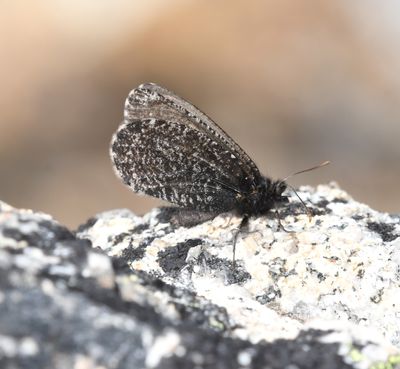 Melissa Arctic: Oeneis melissa