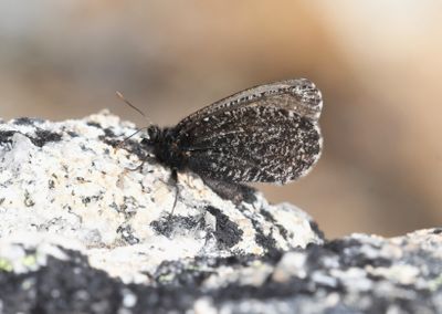 Melissa Arctic: Oeneis melissa