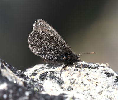 Melissa Arctic: Oeneis melissa