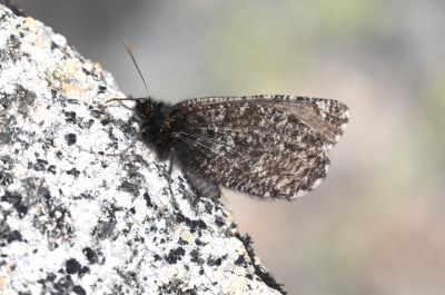 Melissa Arctic: Oeneis melissa