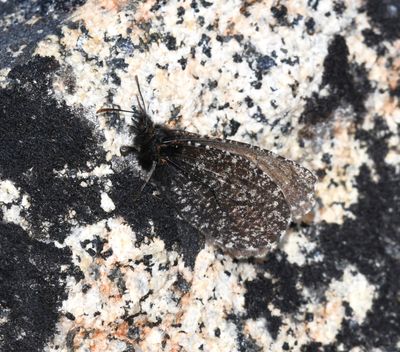 Melissa Arctic: Oeneis melissa