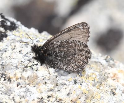 Melissa Arctic: Oeneis melissa