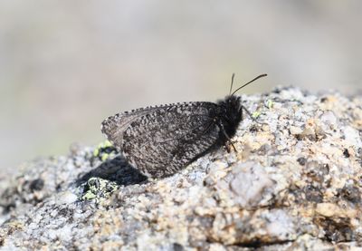 Melissa Arctic: Oeneis melissa