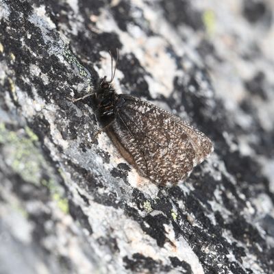 Melissa Arctic: Oeneis melissa