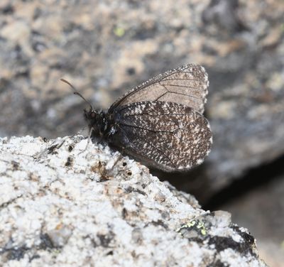 Melissa Arctic: Oeneis melissa