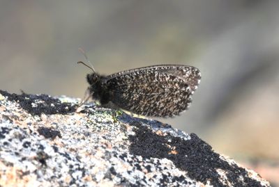 Melissa Arctic: Oeneis melissa
