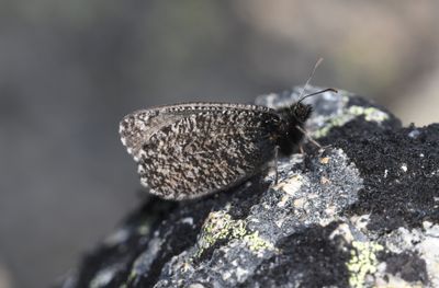Melissa Arctic: Oeneis melissa