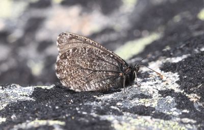 Melissa Arctic: Oeneis melissa
