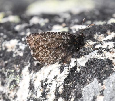 Melissa Arctic: Oeneis melissa