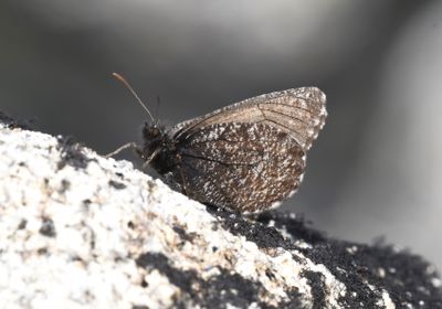 Melissa Arctic: Oeneis melissa