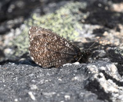 Melissa Arctic: Oeneis melissa