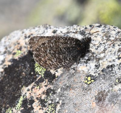 Melissa Arctic: Oeneis melissa