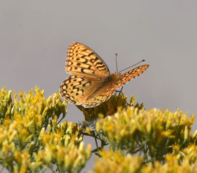 Coronis Fritillary: Speyeria coronis