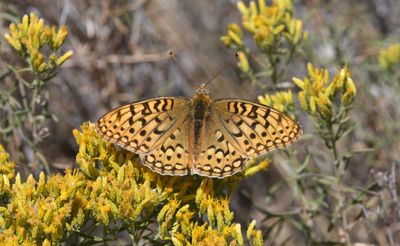 Coronis Fritillary: Speyeria coronis