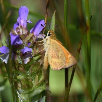Woodland Skipper: Ochlodes sylvanoides