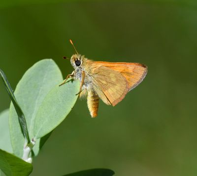 Woodland Skipper: Ochlodes sylvanoides